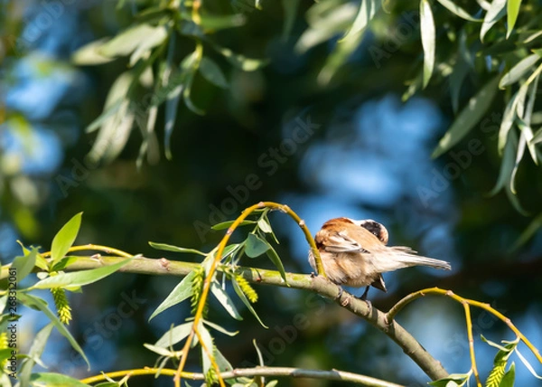 Obraz chaffinch on a branch