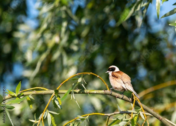 Obraz chaffinch on a branch