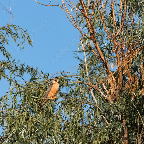 Obraz Hawk on a branch