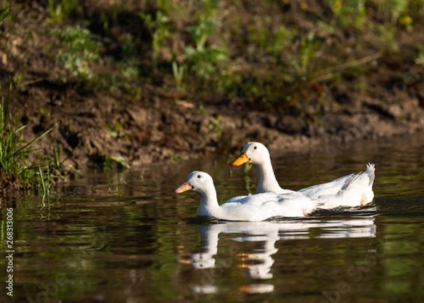 Fototapeta Ducks on deltadunarii 