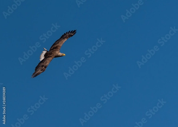 Obraz eagle in the sunset