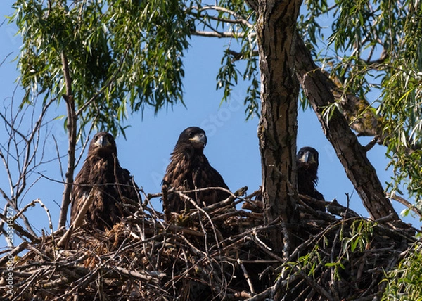 Fototapeta White Tail Eagle nest in DeltaDunarii pikaboo