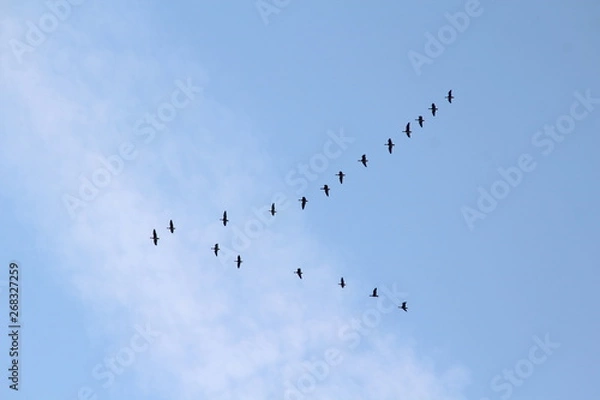 Fototapeta Клин птиц