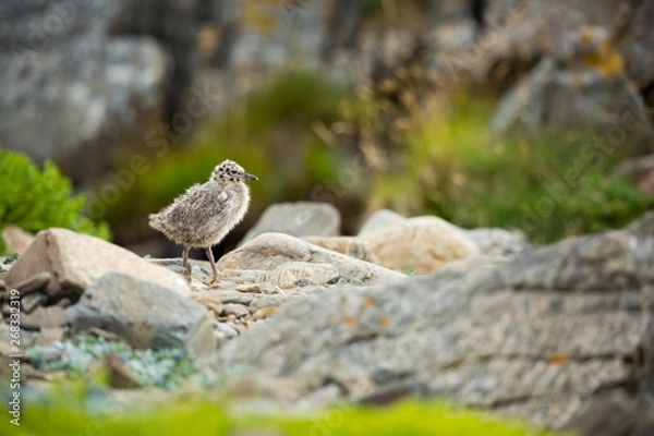 Fototapeta Larus canus. Norway's wildlife. Beautiful picture. From the life of birds. Free nature. Runde Island in Norway. Scandinavian wildlife. North of Europe. Picture. Seashore. A wonderful shot of wild natu