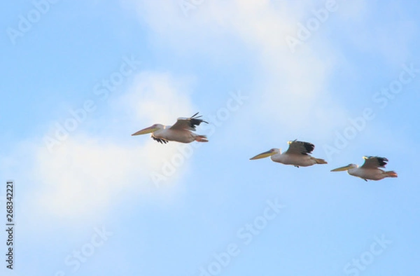 Obraz A flock of pelicans flying in the sky. Three birds fly in a row.