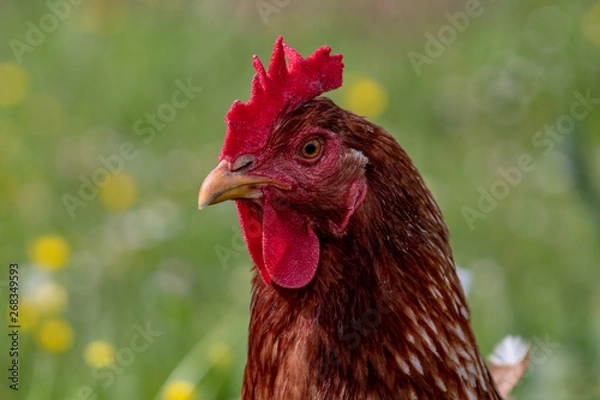 Obraz Free range chichen, happily roaming and pecking in a field. Farm life, italian country house.