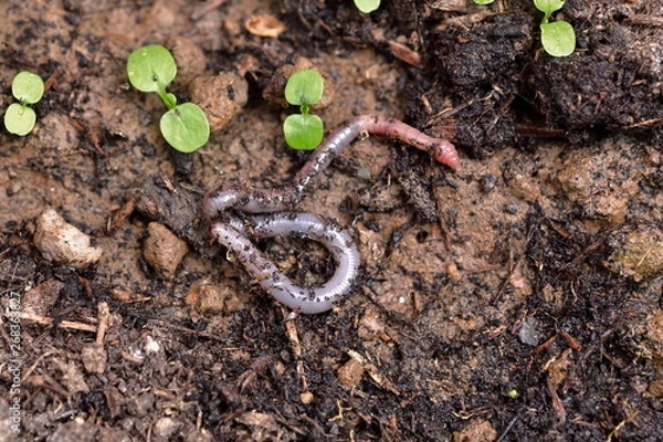 Obraz Earthworm, spiraling on topsoil