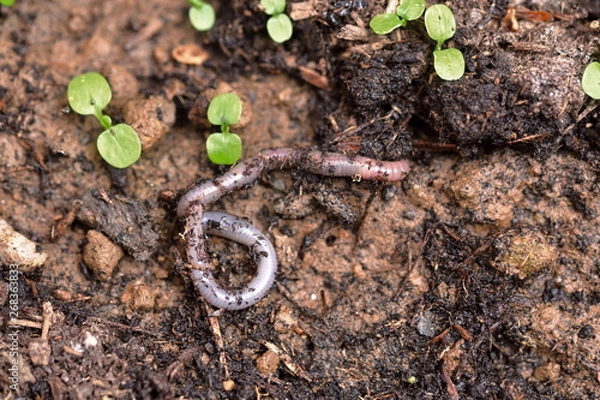 Obraz Earthworm, spiraling on topsoil