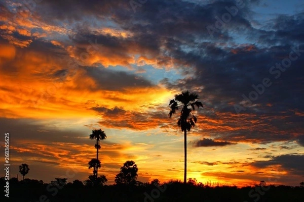 Fototapeta The shadow of the palm trees and the belly of the golden yellow color, along with the morning gray clouds, blurring the shooting
