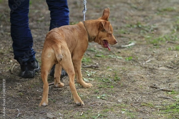 Obraz Padule di Fucecchio 2014