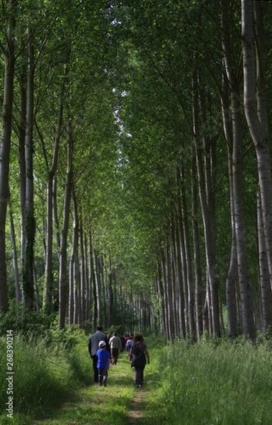 Obraz Padule di Fucecchio 2014