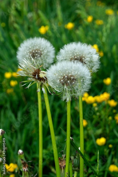 Fototapeta dmuchawce