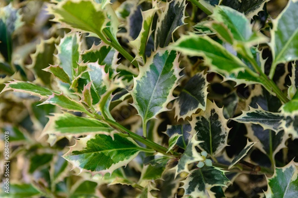 Fototapeta Background of beautiful green ivy with ineresting leaves, closeup