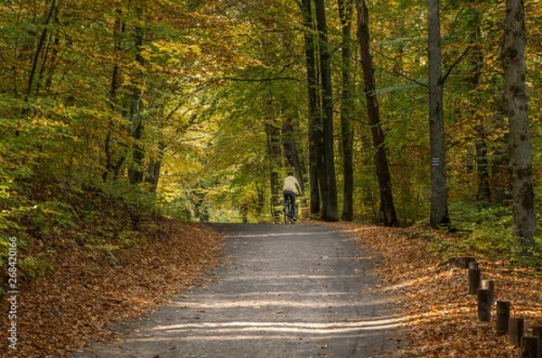 Obraz Rowerzysta na leśnej drodze