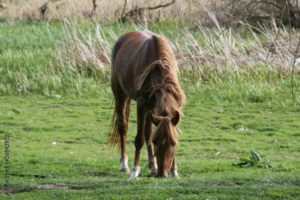 Obraz Grazing horse