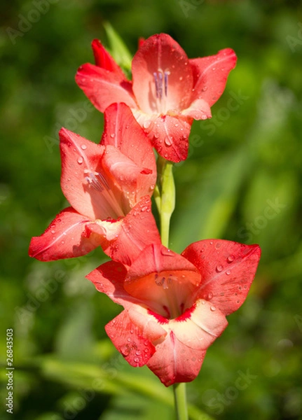 Obraz gladiolus flower after summer rain