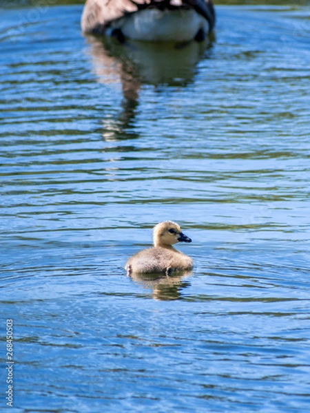 Fototapeta Geese and goslings are enjoying family life 