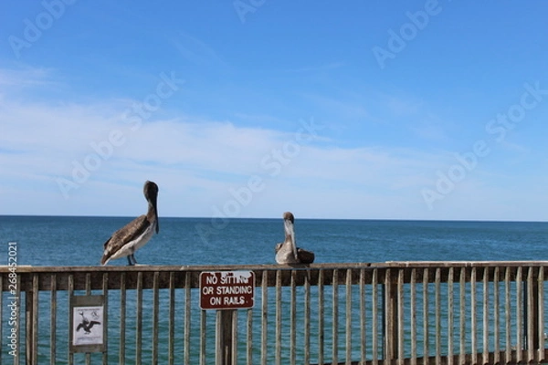 Fototapeta disobedient