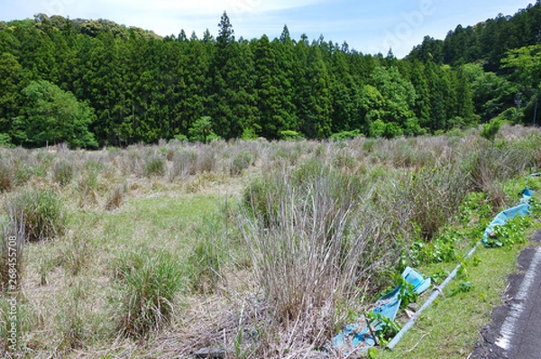 Fototapeta 耕作放棄地が萱場
