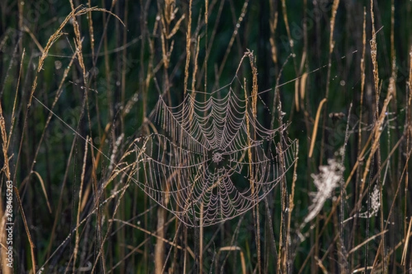 Obraz Pajęczyna na łące