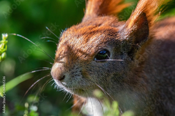 Obraz Głowa wiewiórki