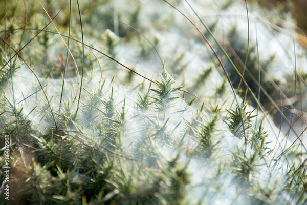 Obraz Vegetazione invernale 