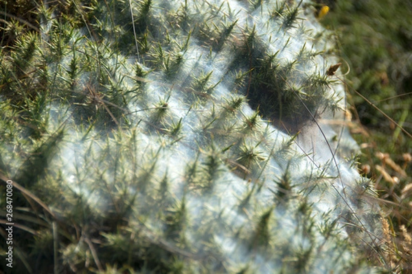 Obraz Vegetazione invernale 