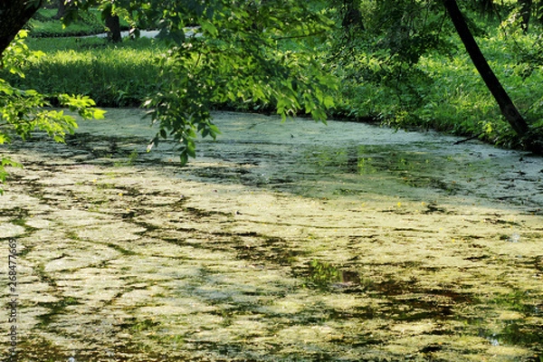 Obraz Lake in the park