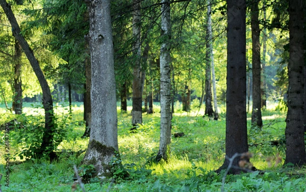 Obraz Park in the summer