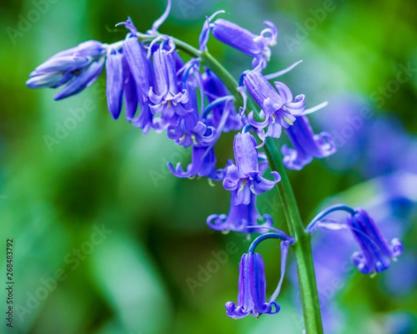 Obraz Bluebell Macro in Forest