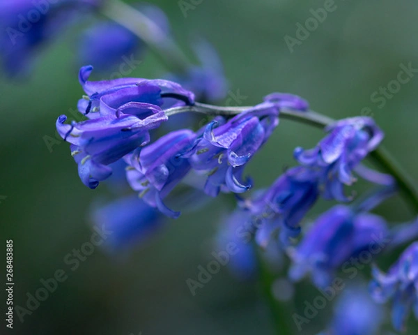 Obraz Bluebell Macro in Forest