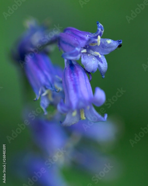 Obraz Bluebell Macro in Forest