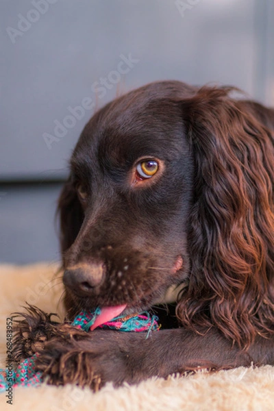 Obraz Cocker Spaniel Puppy
