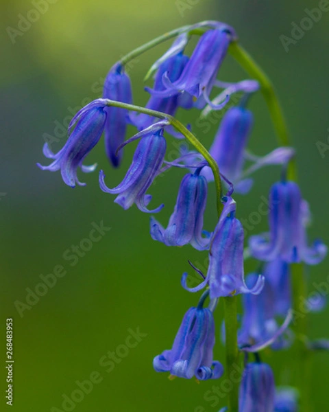 Obraz Bluebell Macro in Forest