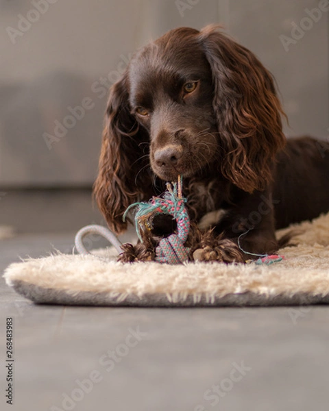 Obraz Cocker Spaniel Puppy