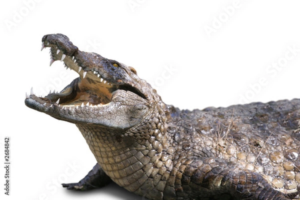 Fototapeta krokodyl na białym tle