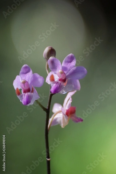 Obraz orchid