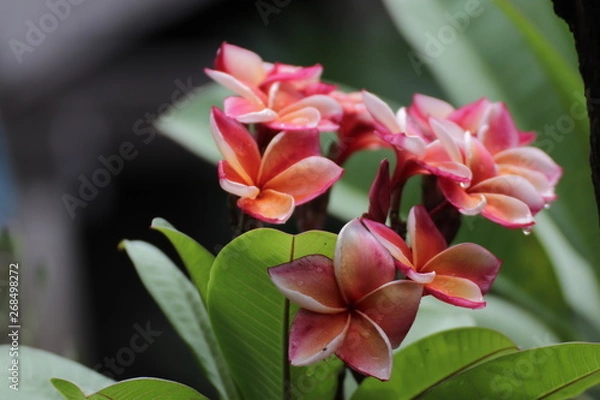 Obraz flower in the garden
