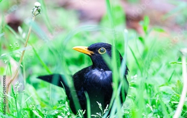 Obraz Common blackbird
