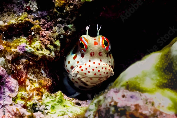 Obraz モンツキカエルウオ Red-spotted blenny