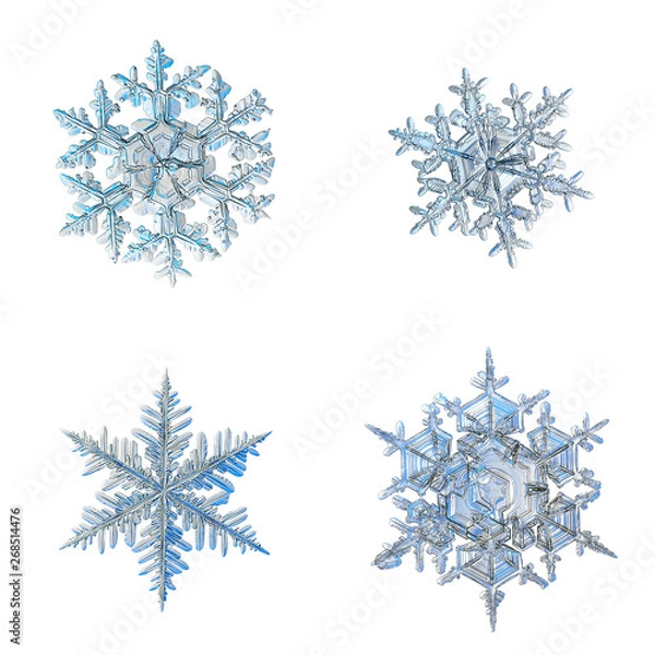 Fototapeta Four snowflakes isolated on white background. Macro photo of real snow crystals: elegant stellar dendrites with ornate shapes, fine hexagonal symmetry, glossy relief surface and complex inner details.