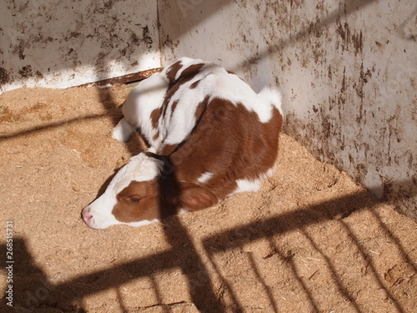 Fototapeta OLYMPUS DIGITAL CAMERA