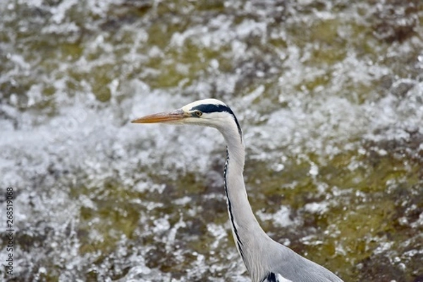 Fototapeta Grey Heron