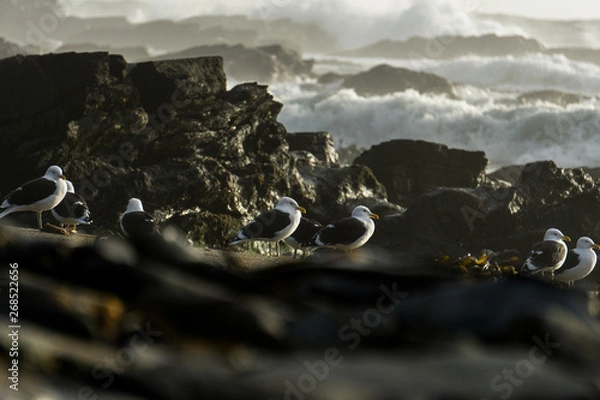 Obraz River on the beach