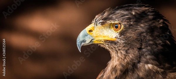 Obraz Portrait d'un faucon