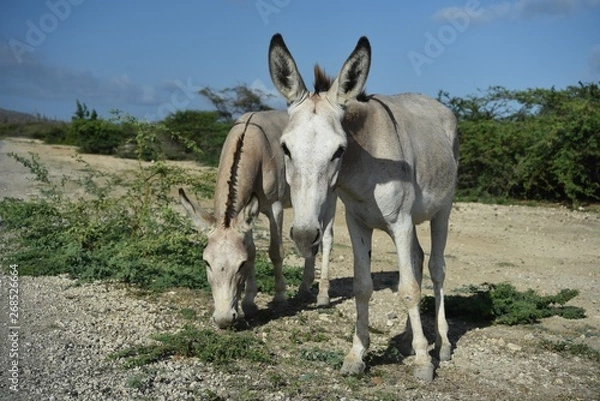 Obraz donkeys