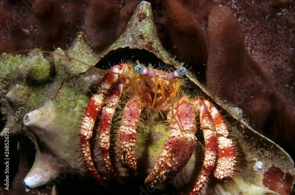 Obraz Stareye hermit crab