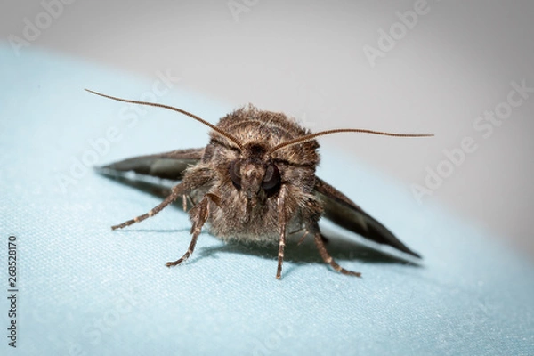 Obraz Moth Macro Close Up