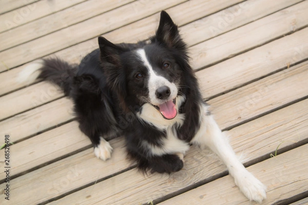 Obraz Mirada preciosa