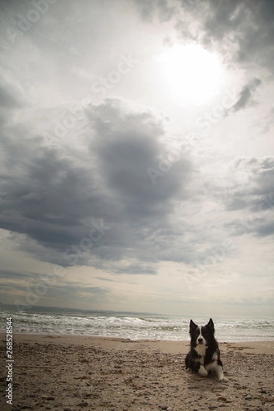 Obraz Collie playero